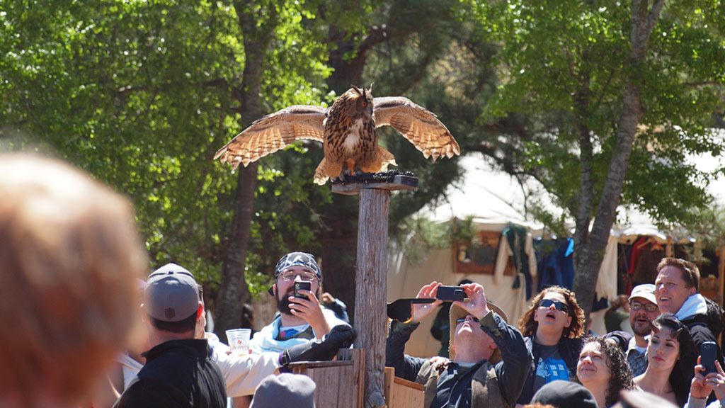 Artemis, the Eurasian Eagle Own, sits perched on top of a wooden pole while the surrounding crowd of people have awed expressions and take photos.