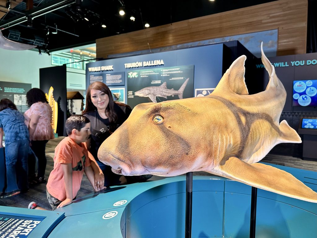 Mother and son stand behind model of port jackson shark